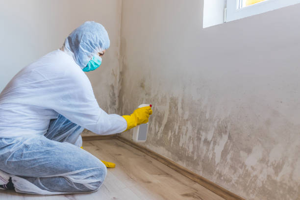 Licensed Black Mold Removal service in West Milton, PA - WQB Mold Removal