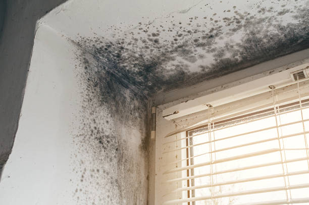 Affordable Black Mold Removal solutions in West Milton, PA